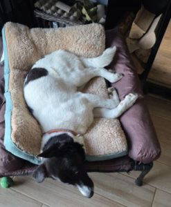 Angel a black and white rescue dog | 1 dog at a time rescue UK
