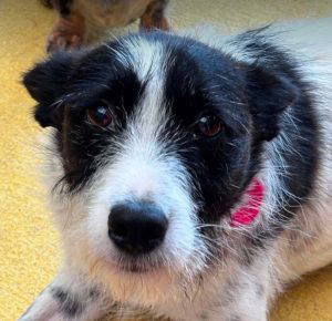 Annie a white and black rescue dog | 1 dog at a time rescue UK