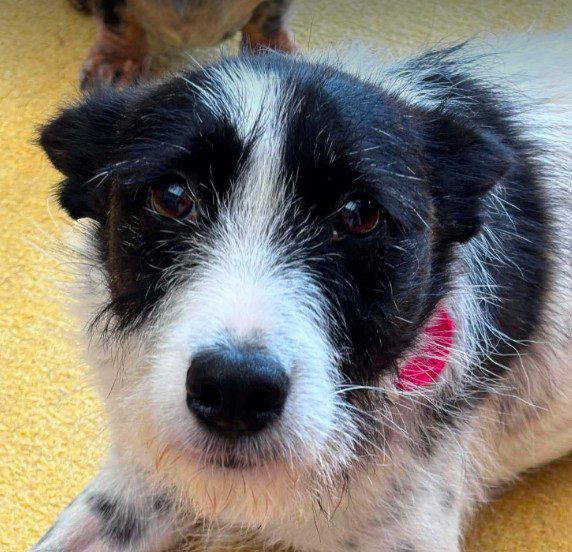 Annie, a 2 years old female Crossbreed available for adoption from 1 Dog At A Time Rescue UK in Romania