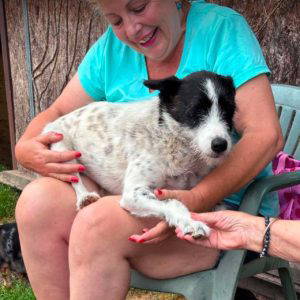 Annie a white and black rescue dog | 1 dog at a time rescue UK
