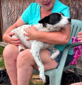 Annie a white and black rescue dog | 1 dog at a time rescue UK