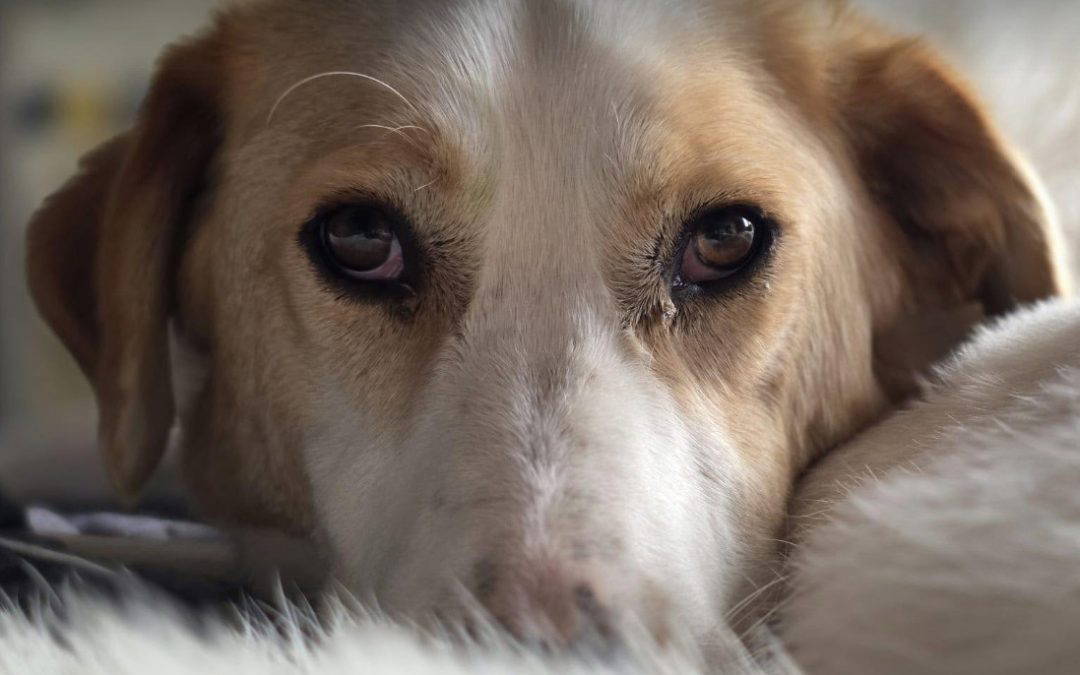 Asher – In UK Foster