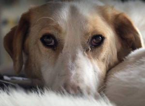 Asher a cream rescue dog | 1 dog at a time rescue UK