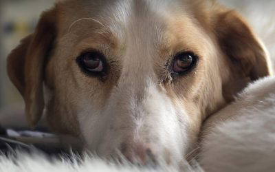 Asher – In UK Foster
