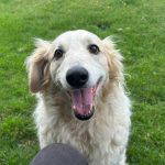 Catie a cream rescue dog | 1 dog at a time rescue UK