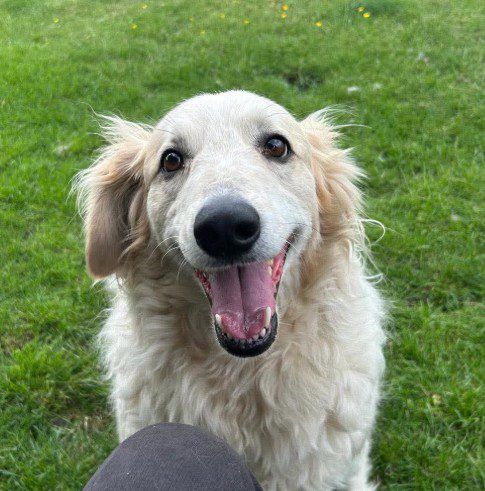 Catie, a 5 years old female Crossbreed available for adoption from 1 Dog At A Time Rescue UK in Nottinghamshire