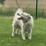 Catie a cream rescue dog | 1 dog at a time rescue UK