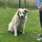 Catie a cream rescue dog | 1 dog at a time rescue UK
