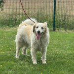 Catie a cream rescue dog | 1 dog at a time rescue UK