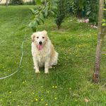Catie a cream rescue dog | 1 dog at a time rescue UK