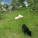 Catie a cream rescue dog | 1 dog at a time rescue UK