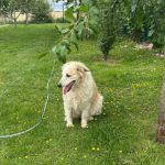 Catie a cream rescue dog | 1 dog at a time rescue UK