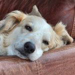 Catie a cream rescue dog | 1 dog at a time rescue UK