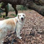 Catie a cream rescue dog | 1 dog at a time rescue UK
