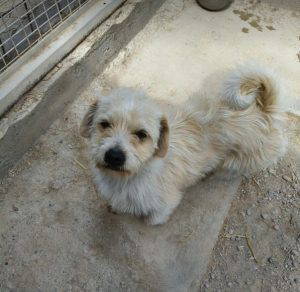 Edward a white rescue dog | 1 dog at a time rescue UK