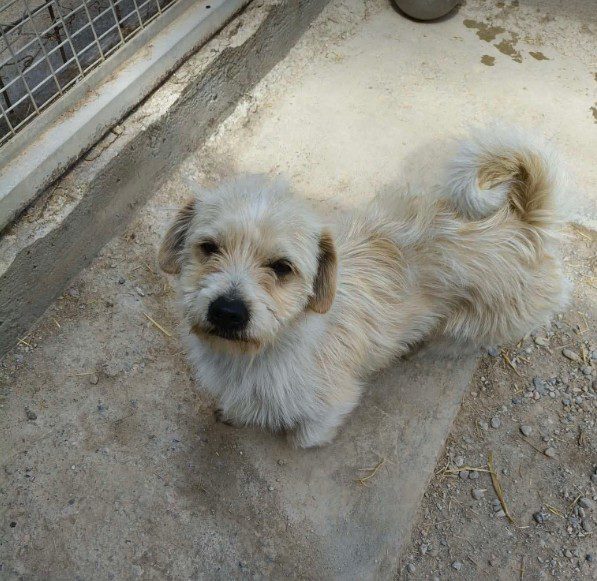 Edward a white rescue dog 1_1 dog at a time rescue UK Edward a white rescue dog | 1 dog at a time rescue UK
