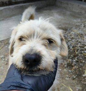 Edward a white rescue dog | 1 dog at a time rescue UK