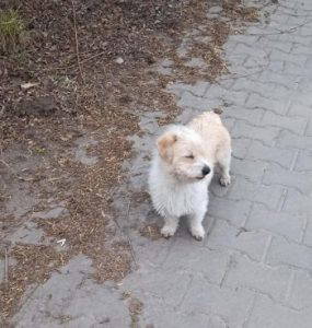 Edward a white rescue dog | 1 dog at a time rescue UK