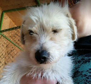 Edward a white rescue dog | 1 dog at a time rescue UK
