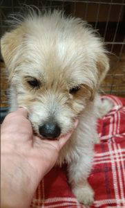 Edward a white rescue dog | 1 dog at a time rescue UK