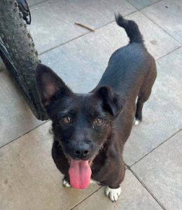 Izzy a black rescue dog | 1 dog at a time rescue UK