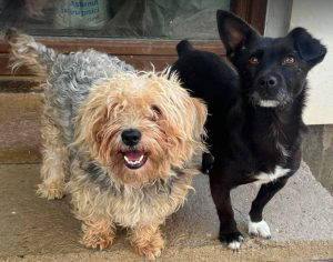 Izzy a black rescue dog | 1 dog at a time rescue UK