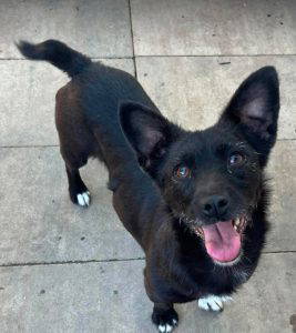 Izzy a black rescue dog | 1 dog at a time rescue UK