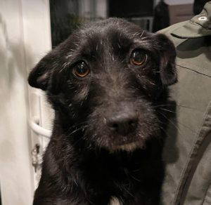 Izzy a black rescue dog | 1 dog at a time rescue UK