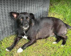 Izzy a black rescue dog | 1 dog at a time rescue UK