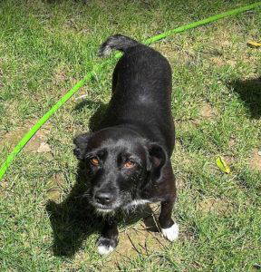 Izzy a black rescue dog | 1 dog at a time rescue UK