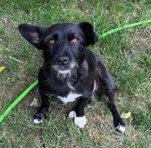 Izzy a black rescue dog | 1 dog at a time rescue UK