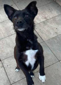 Izzy a black rescue dog | 1 dog at a time rescue UK