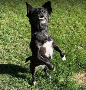 Izzy a black rescue dog | 1 dog at a time rescue UK