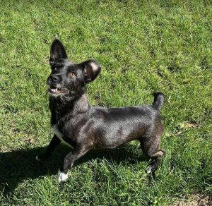 Izzy a black rescue dog | 1 dog at a time rescue UK