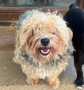 Katrina a brown rescue dog | 1 dog at a time rescue UK