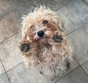 Katrina a brown rescue dog | 1 dog at a time rescue UK