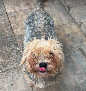 Katrina a brown rescue dog | 1 dog at a time rescue UK