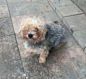 Katrina a brown rescue dog | 1 dog at a time rescue UK
