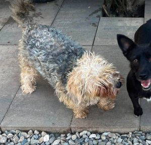 Katrina a brown rescue dog | 1 dog at a time rescue UK