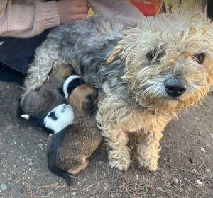 Katrina a brown rescue dog | 1 dog at a time rescue UK