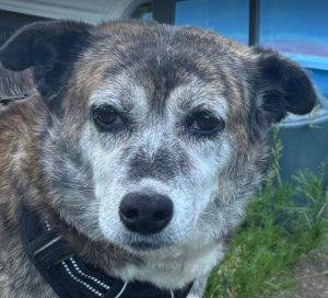 Mae a grey rescue dog | 1 dog at a time rescue UK