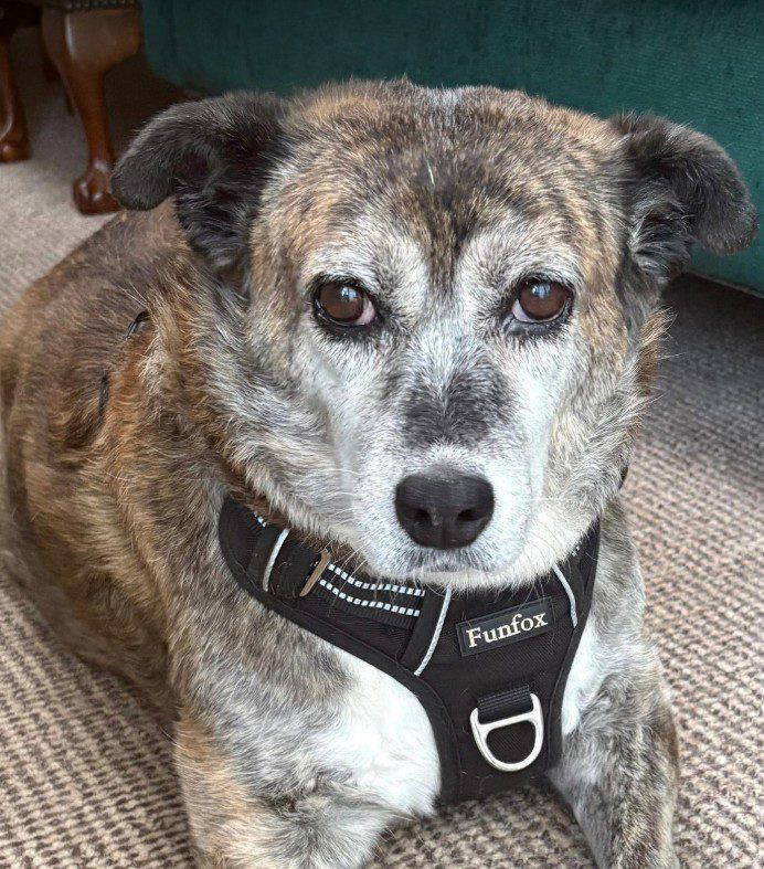 Mae a grey rescue dog 2_1 dog at a time rescue UK Mae a grey rescue dog | 1 dog at a time rescue UK