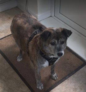 Mae a grey rescue dog | 1 dog at a time rescue UK