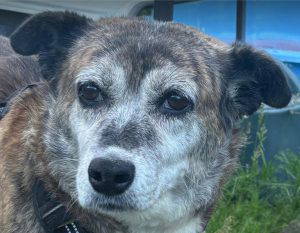 Mae a grey rescue dog | 1 dog at a time rescue UK