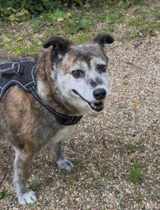 Mae a grey rescue dog | 1 dog at a time rescue UK