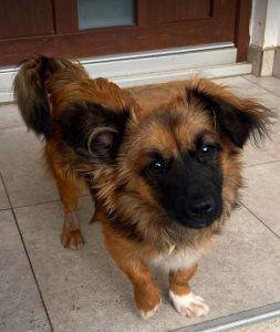 Sammy a black and brown rescue dog | 1 dog at a time rescue UK