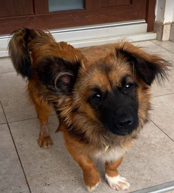 Sammy – Home pending