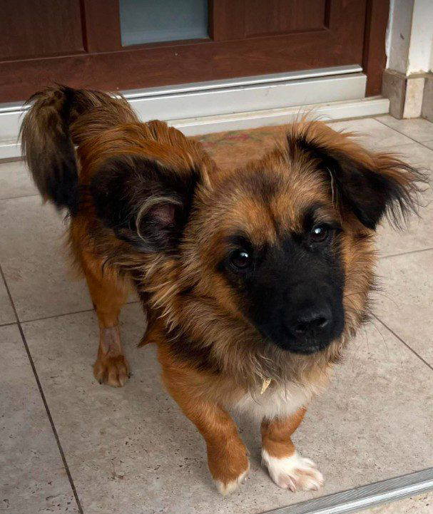 Sammy a black and brown rescue dog | 1 dog at a time rescue UK