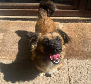 Sammy a black and brown rescue dog | 1 dog at a time rescue UK