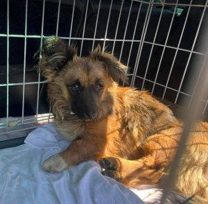 Sammy a black and brown rescue dog | 1 dog at a time rescue UK